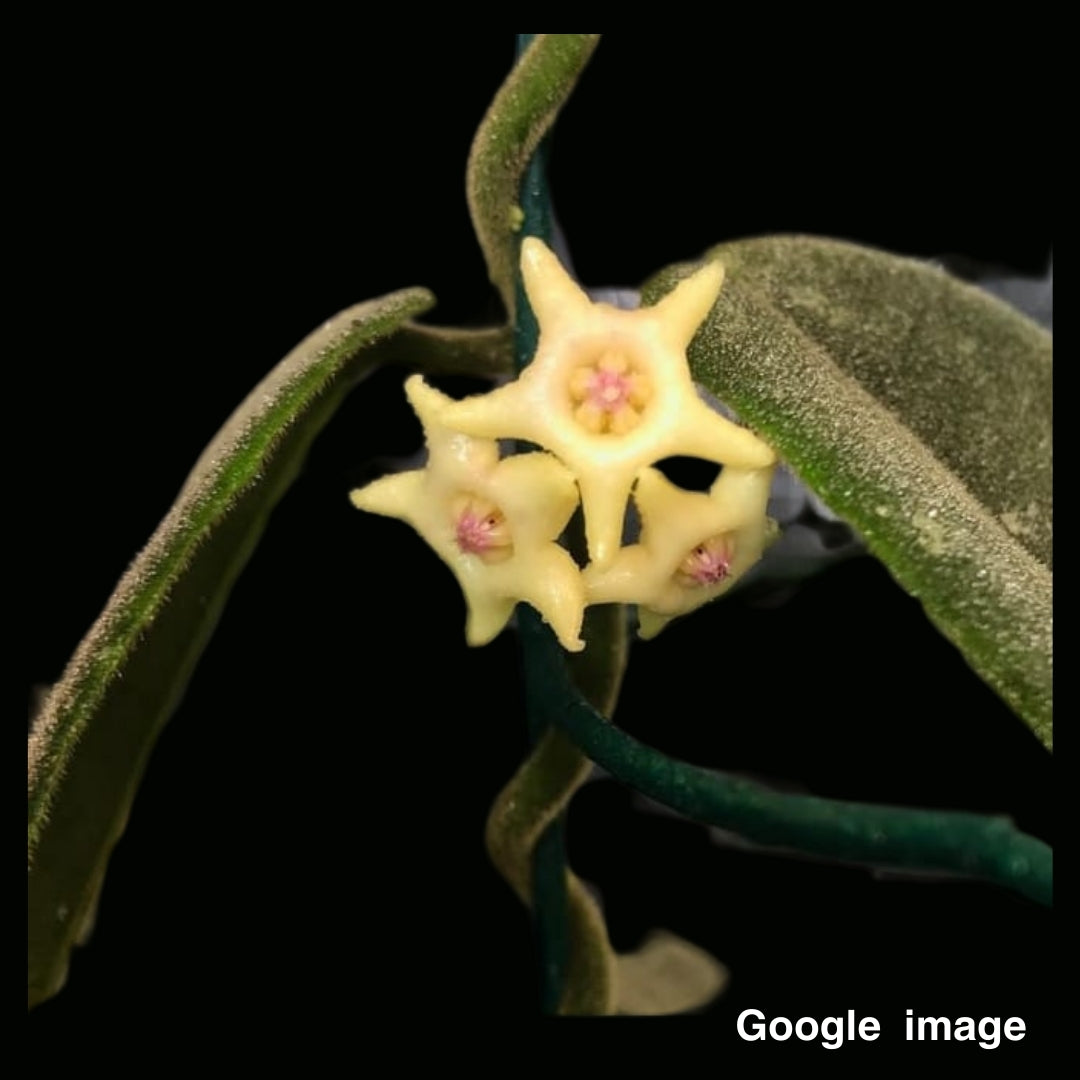 Hoya Hamiltoniorum Medium (PRE-ORDER)-JULY154