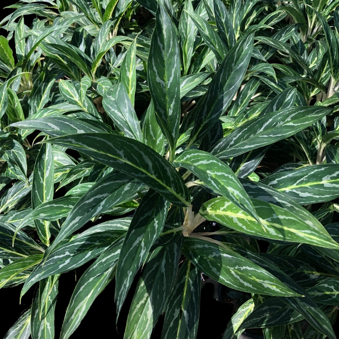 Aglaonema Sedthee Ruangthong (PRE-ORDER) - JAN155