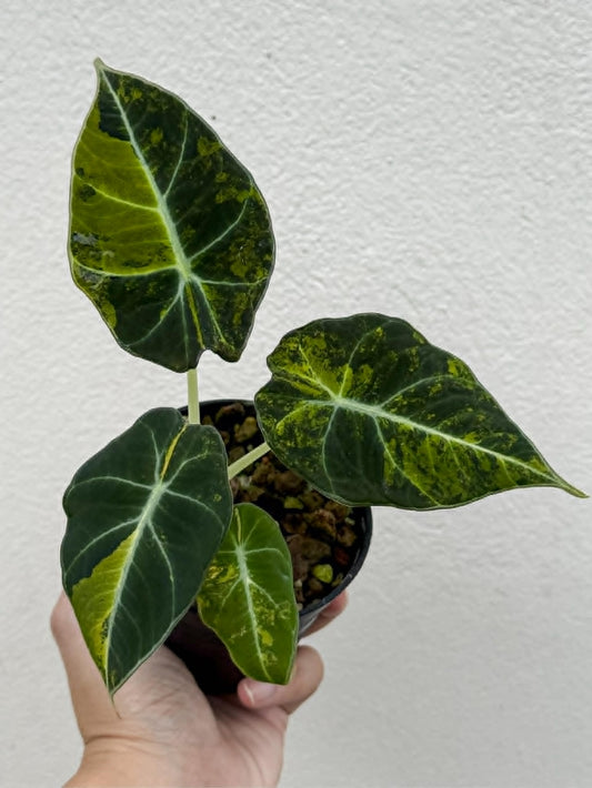 Alocasia Black Velvet Bright Aurea - Pre Order