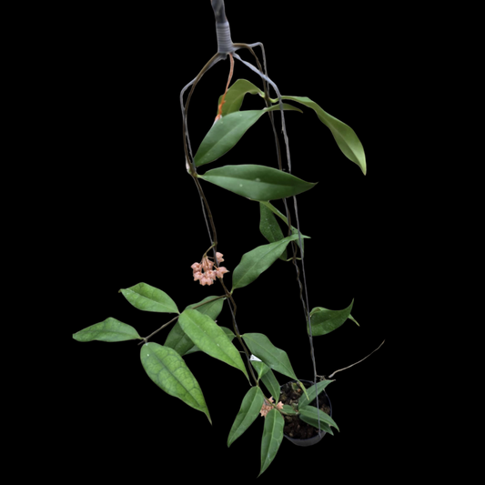 Hoya Danumensis Ssp.Amarii Green Flower (Large) PRE-ORDER-JULY155
