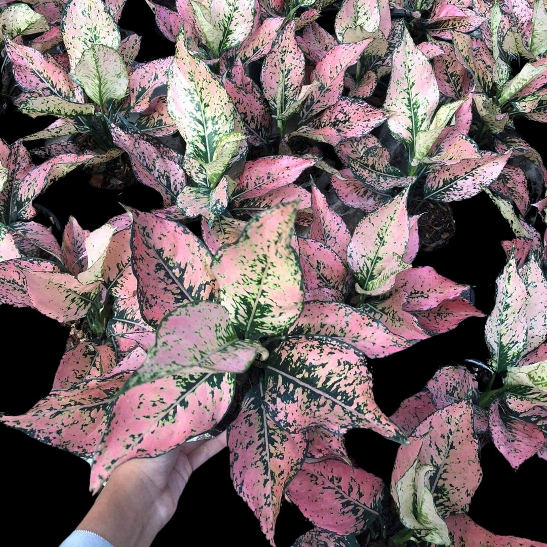 Aglaonema Sedthee Trepetch (New Kumkoon) (PRE-ORDER) - JAN156