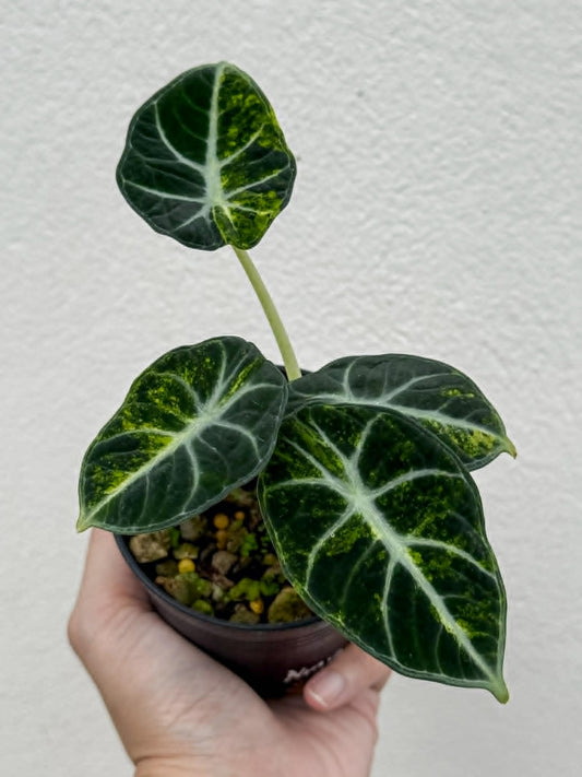 Alocasia Ninja Aurea - Pre Order
