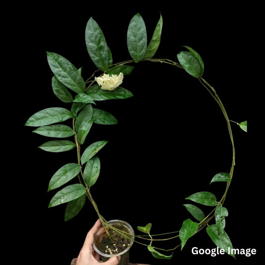 Hoya Danumensis Ssp. Danumensis (Large) PRE-ORDER-JULY156