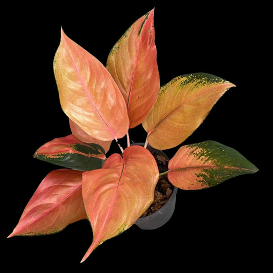 Aglaonema Sepia (PRE-ORDER) - JAN157