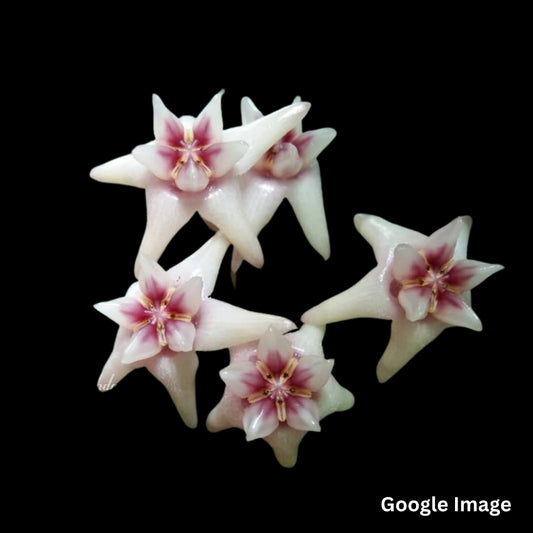 Hoya Darwinii Cream Flower (Large) PRE-ORDER-JULY157