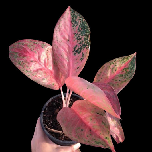 Aglaonema Sexy Lea / Mongkol Manee (PRE-ORDER) - JAN158