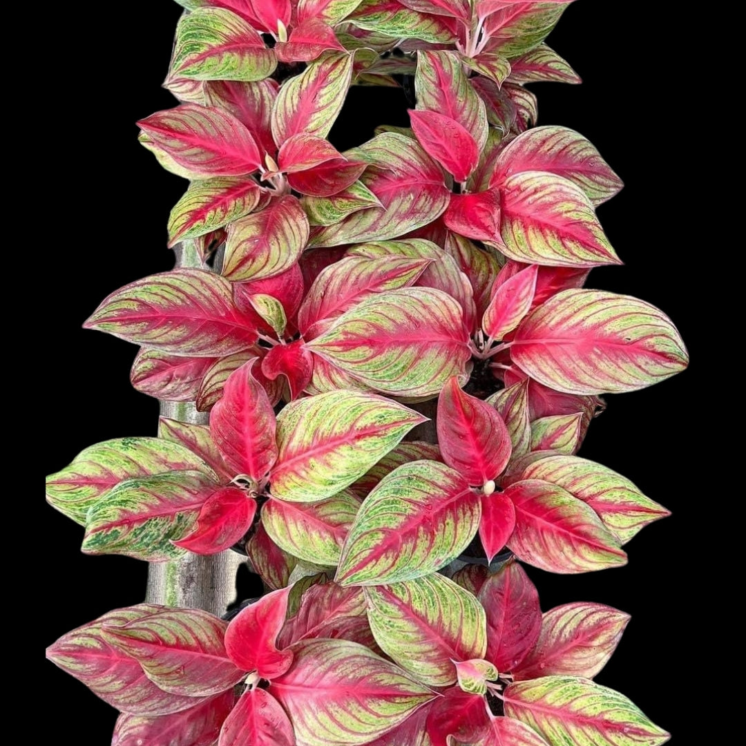 Aglaonema Shakuntala (PRE-ORDER) - JAN159