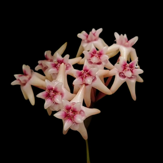 Hoya Darwinii Pink Flower (Large) PRE-ORDER-JULY159