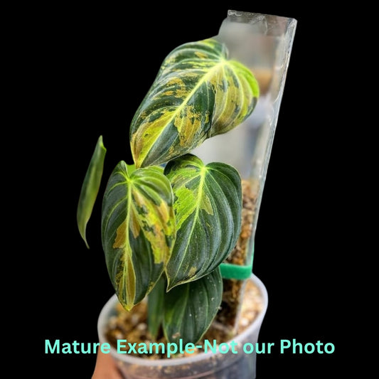 Philodendron Melanochrysum Var (9cm Pot) - Pre Order JU15
