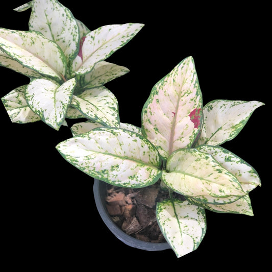 Aglaonema Black Maroon Variegated (PRE-ORDER) - JAN016