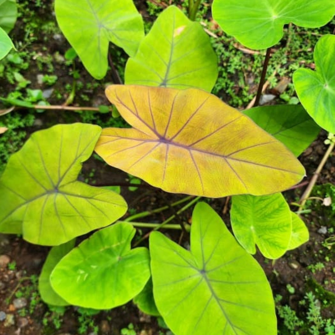 Colocasia Canary (PRE-ORDER)-COLO16