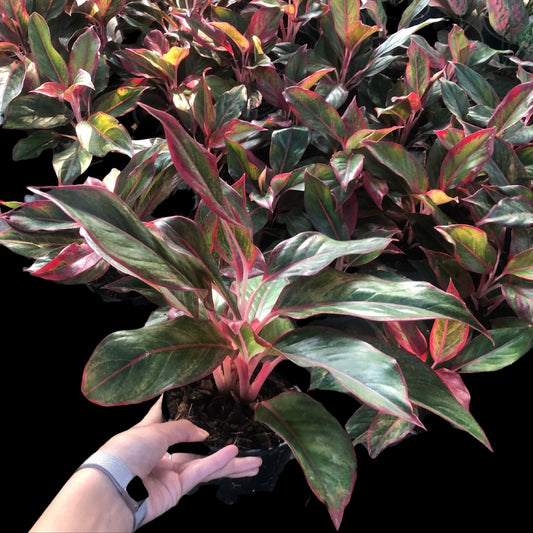 Aglaonema Siam Aurora (PRE-ORDER) - JAN160