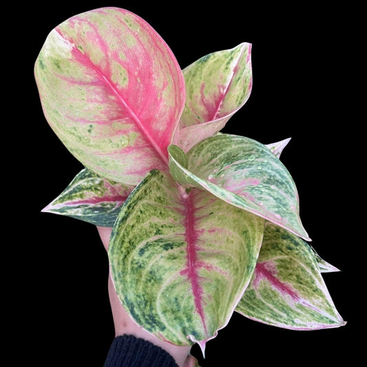 Aglaonema Siam Diamond (PRE-ORDER) - JAN161