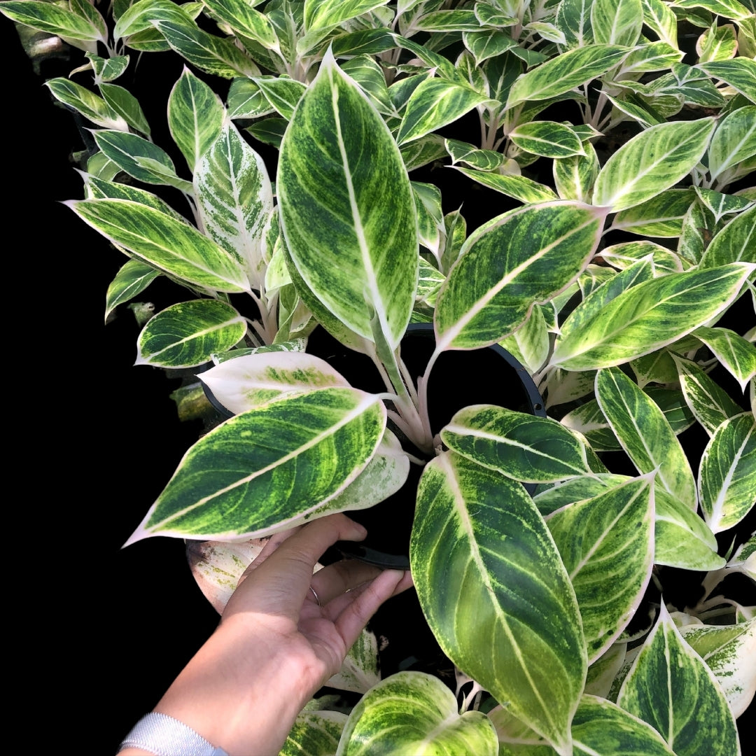 Aglaonema Siam Gold (PRE-ORDER) - JAN162