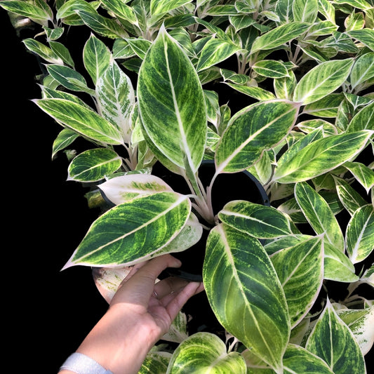 Aglaonema Siam Gold (PRE-ORDER) - JAN162