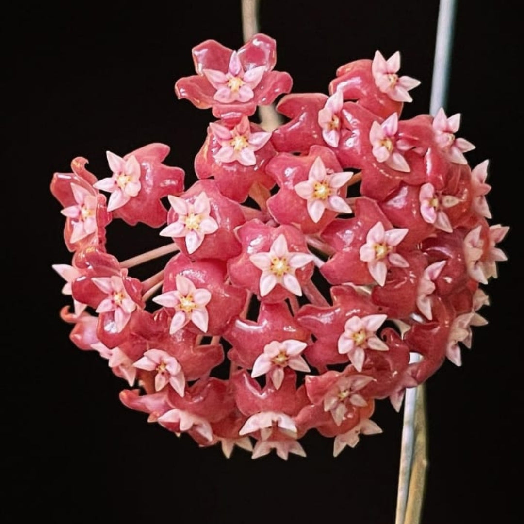 Hoya Ilagiorum Red Large (PRE-ORDER)-JULY170