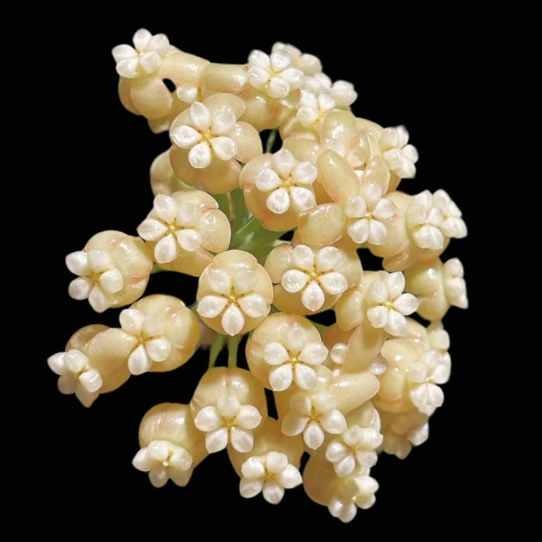 Hoya Hellwigiana IML 1101 Large (PRE-ORDER)-JULY161