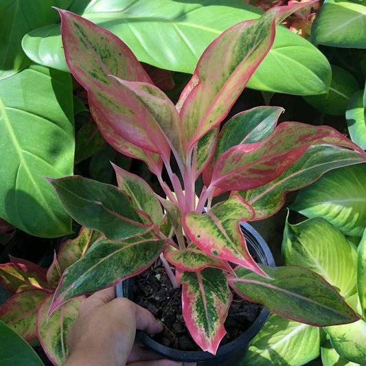 Aglaonema Siam Orange (PRE-ORDER) - JAN163