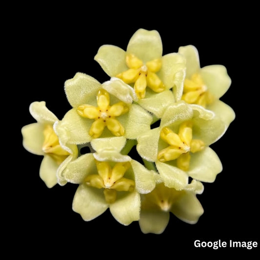 Hoya Davidcummingii Yellow (Large) PRE-ORDER-JULY162