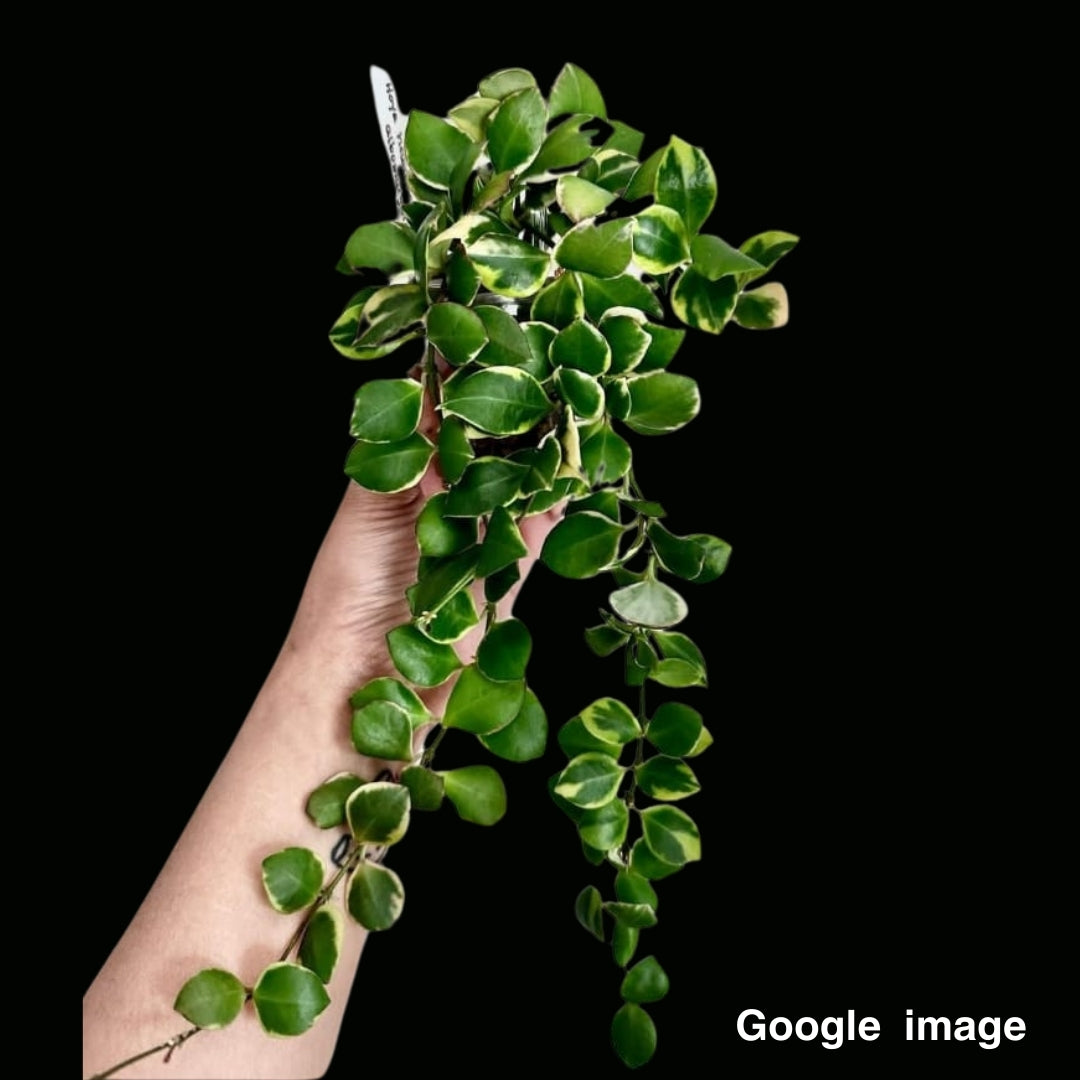 Hoya Heuschkeliana albomarginata Large (PRE-ORDER)-JULY163