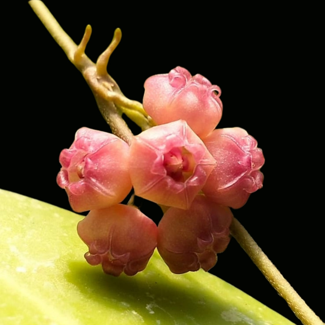 Hoya Heuschkeliana albomarginata Large (PRE-ORDER)-JULY163