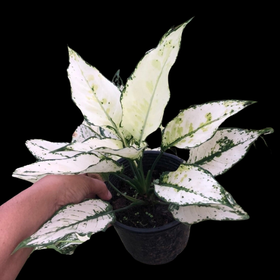 Aglaonema Siam Paragon (PRE-ORDER) - JAN164