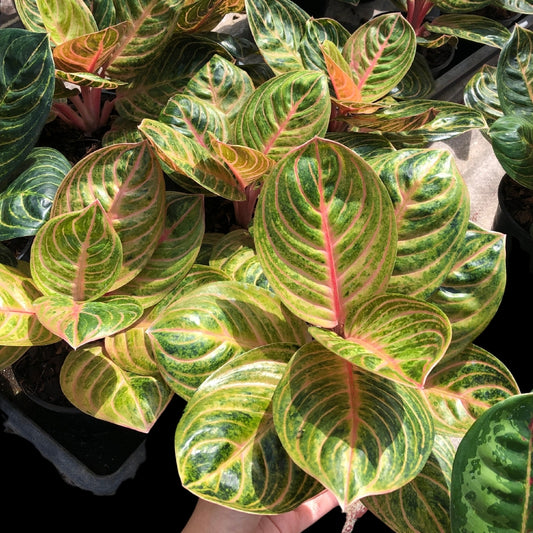 Aglaonema Siam Perfect Pink (PRE-ORDER) - JAN165