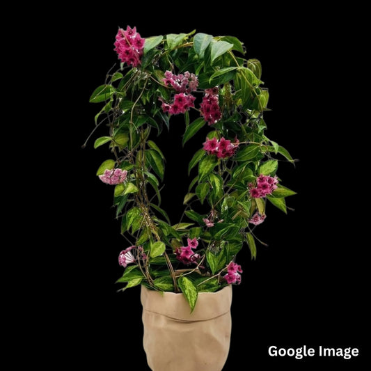 Hoya Denisii Frida Variegated (Medium) PRE-ORDER-JULY165