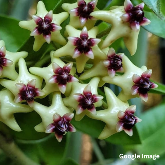 Hoya Densifolia Dark Corona (Large) PRE-ORDER-JULY166