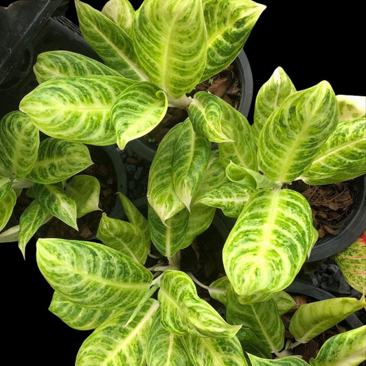 Aglaonema Silver Spoon (PRE-ORDER) - JAN167