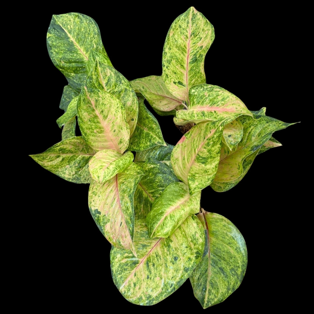 Aglaonema Sky Velvet (Green) (PRE-ORDER) - JAN168