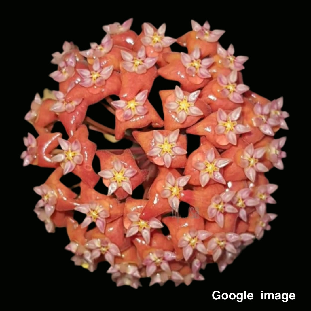 Hoya Ilagiorum Orange Large (PRE-ORDER)-JULY168