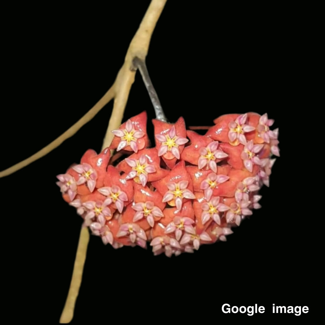 Hoya Ilagiorum Orange Large (PRE-ORDER)-JULY168