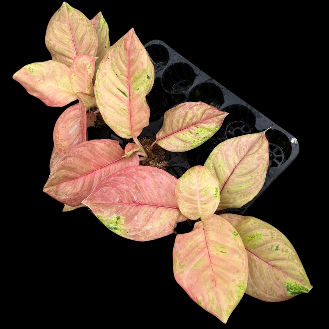 Aglaonema Sky Velvet (Pink) (PRE-ORDER) - JAN169