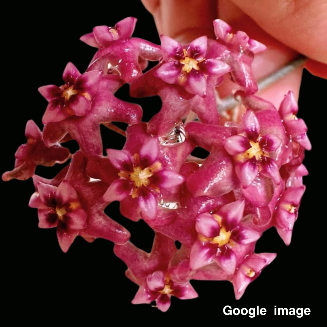 Hoya Ilagiorum Pink Large (PRE-ORDER)-JULY169