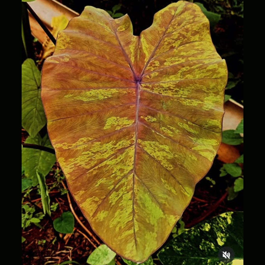 Colocasia Canary (PRE-ORDER)-COLO16