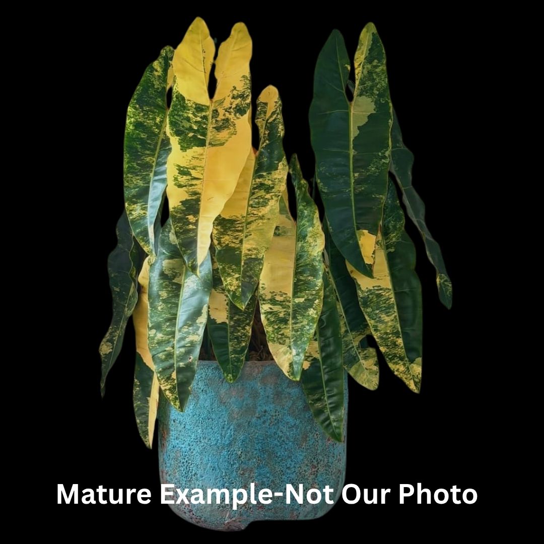 Philodendron Billietiae Variegated Tissue Culture (PRE-ORDER) -TC0108
