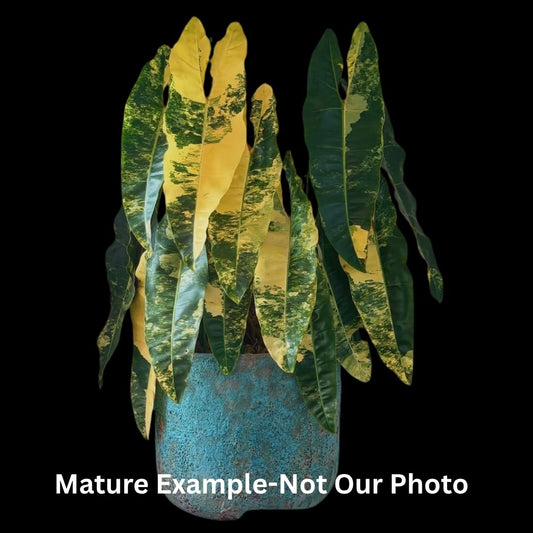 Philodendron Billietiae Variegated Tissue Culture (PRE-ORDER) -TC0108