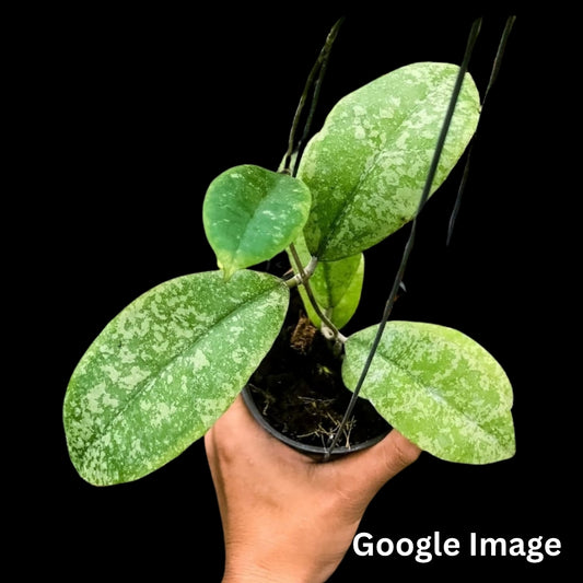 Hoya Aff. Forbesii Silver (Small) PRE-ORDER-JULY016