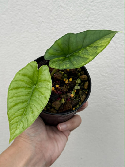 Alocasia Bisma Platinum Aurea - Pre Order