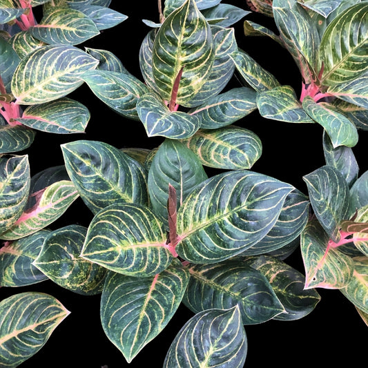 Aglaonema Black Siam Perfect (PRE-ORDER) - JAN017