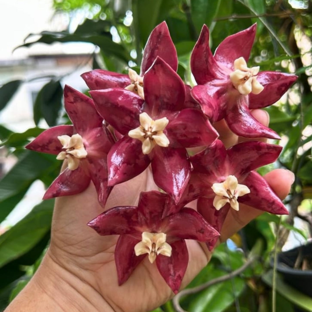 Hoya Imperialis Red Large (PRE-ORDER)-JULY179