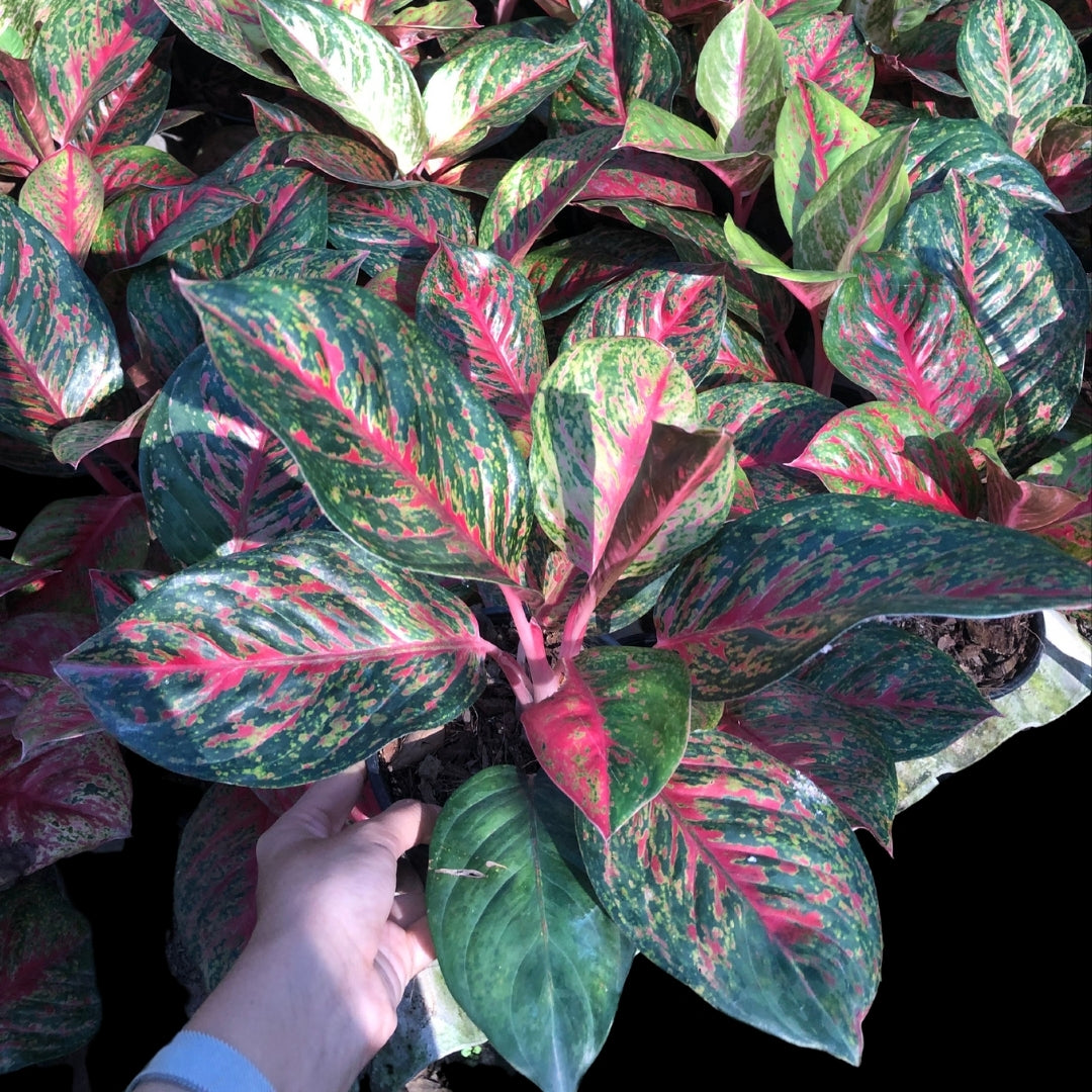 Aglaonema Sombat Siam Old (PRE-ORDER) - JAN171