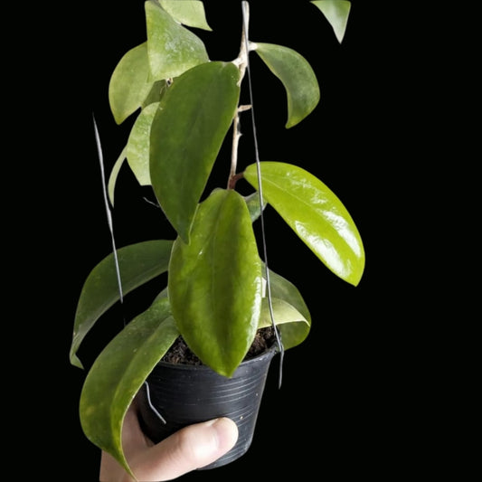 Hoya Ilagiorum Yellow (Large) PRE-ORDER-JULY247