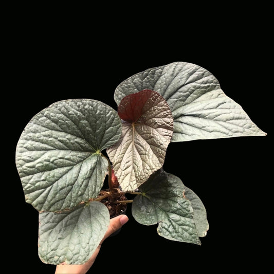 Begonia U.508 (PRE-ORDER)-JUL172