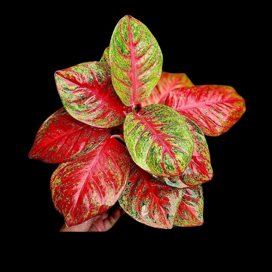 Aglaonema Sombat Siam/ Orange Sombat (PRE-ORDER) - JAN172