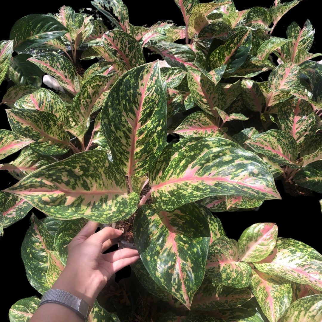 Aglaonema Sompowthong (PRE-ORDER) - JAN173