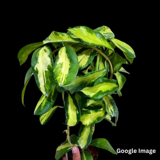 Hoya Diversifolia Variegated Maharani (Medium) PRE-ORDER-JULY173