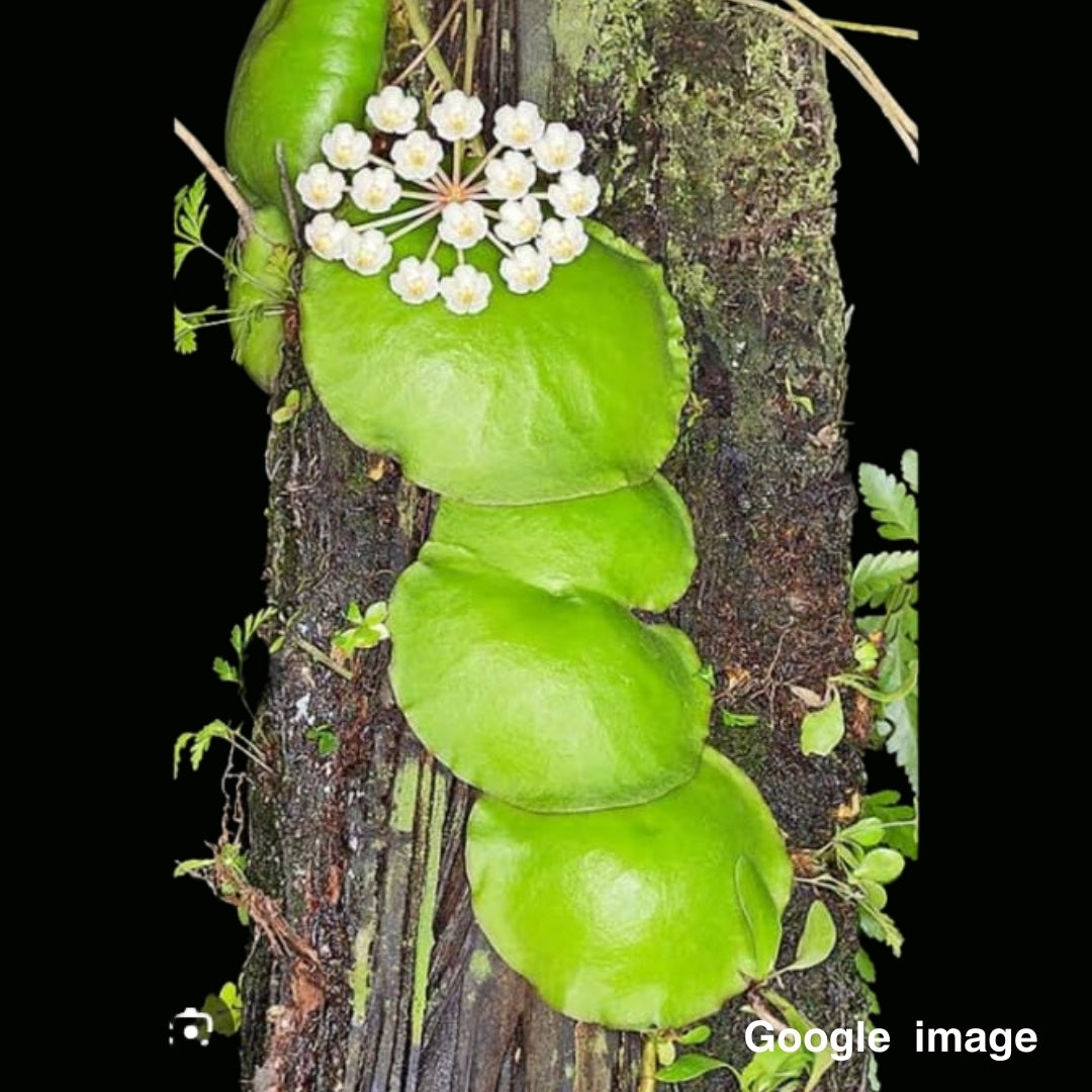 Hoya Imbricata Green Large (PRE-ORDER)-JULY173