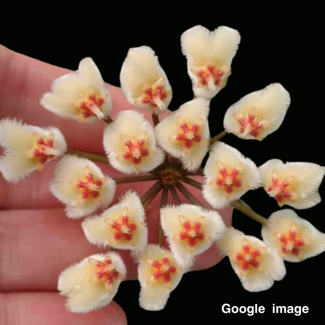 Hoya Imbricata Red Corona Large (PRE-ORDER)-JULY175